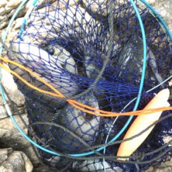 笠戸島グレ釣り第2弾