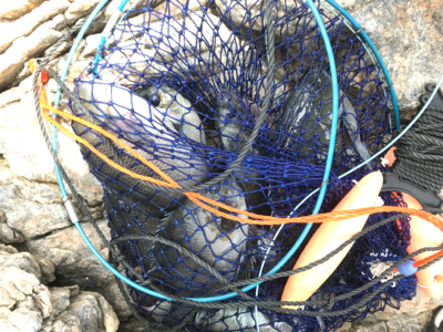 笠戸島グレ釣り第2弾