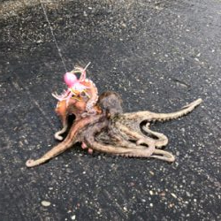 岸和田沖堤防でキス&タコ