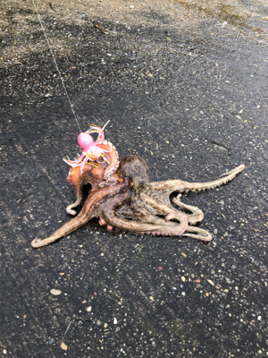 岸和田沖堤防でキス&タコ