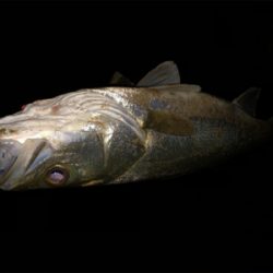 増水パターン!?