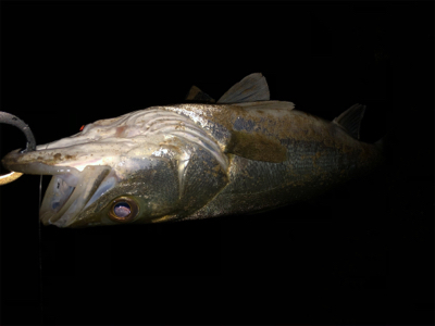 増水パターン!?