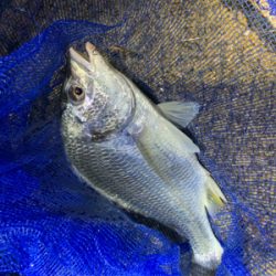 夕まづめからのぶっ込み釣り