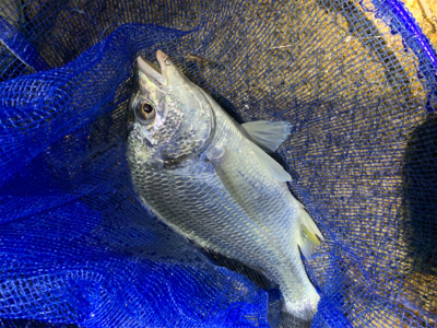 夕まづめからのぶっ込み釣り