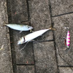 ツバス狙いで…