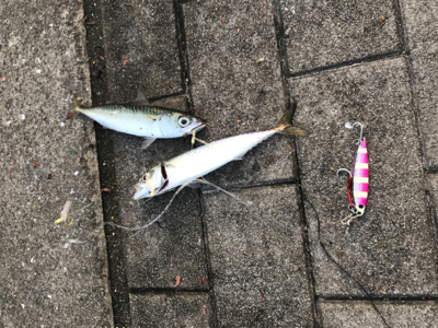 ツバス狙いで...