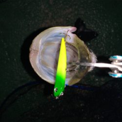 イワシがちらほら