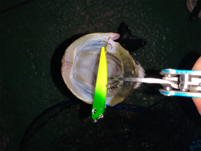 イワシがちらほら