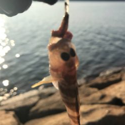 ちょい投げキス釣り(^^)