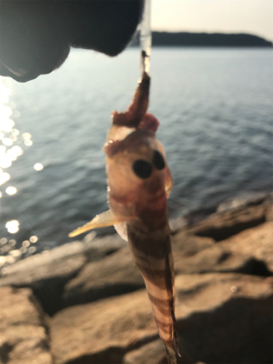 ちょい投げキス釣り(^^)