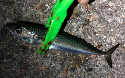 相変わらず、、、