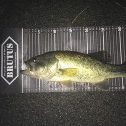 アイウィングフィッシュ