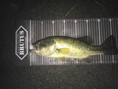 アイウィングフィッシュ