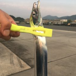 ウキ釣りでタチウオ