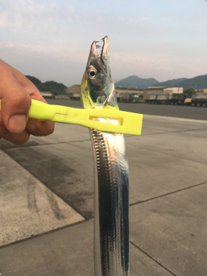 ウキ釣りでタチウオ