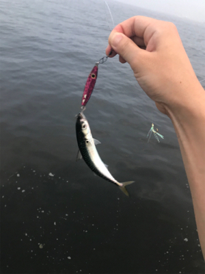 ジグサビキで^ ^