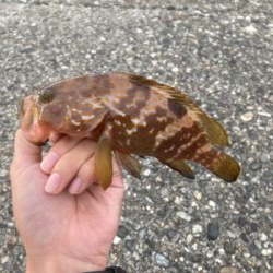 キジハタ朝まずめ