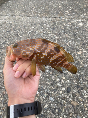 キジハタ朝まずめ