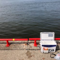 年無出た!しかし、タモ折れた!