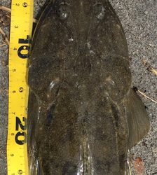 梅雨明けまだか？灼熱のマゴチ