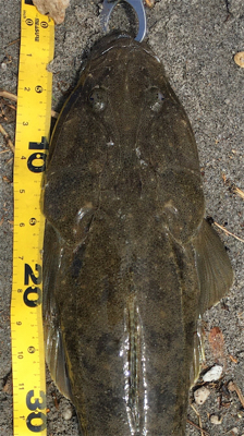 梅雨明けまだか？灼熱のマゴチ