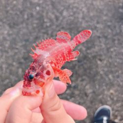 初魚種