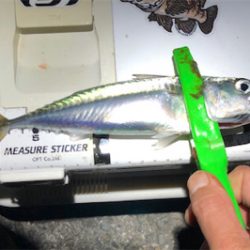 まあまあサイズ