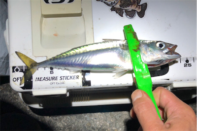 まあまあサイズ