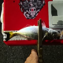 アジング練習 169