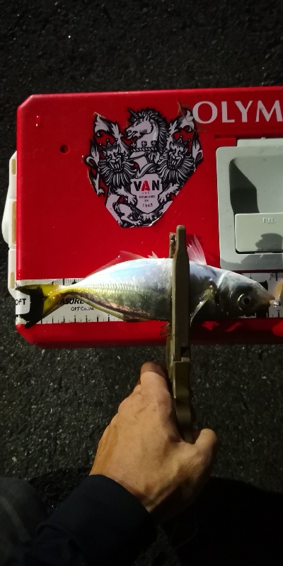 アジング練習 169