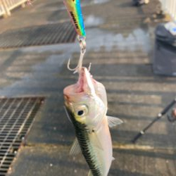 南港魚釣り公園青物イベント