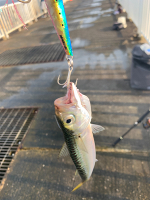 南港魚釣り公園青物イベント
