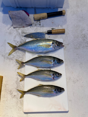 淡路島でノマセ