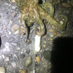 昨夜も仕事終わりに