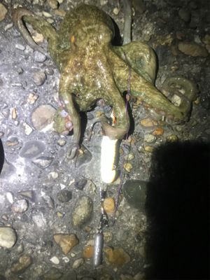 昨夜も仕事終わりに