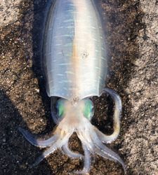 今年初アオリ！