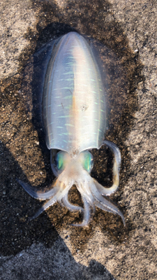 今年初アオリ！