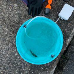 アジでノマセ釣り