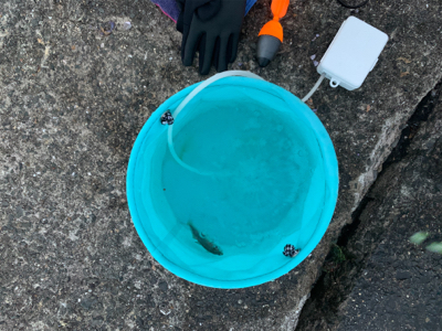 アジでノマセ釣り