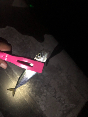 太刀魚狙い❗️…