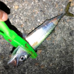 サバは果てしなく