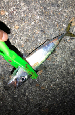 サバは果てしなく