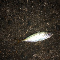 小アジ釣り