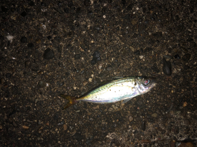 小アジ釣り