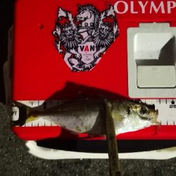 アジング練習 170