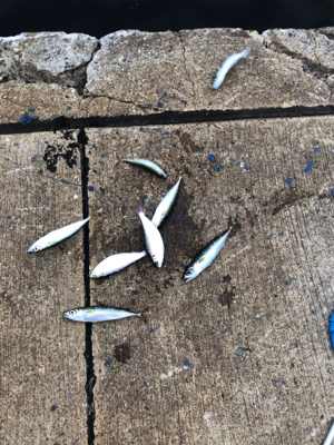 久々の釣りです❗️