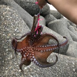 タコ調査10！ボウズからのリベンジ