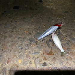 ハクボイルは難攻不落