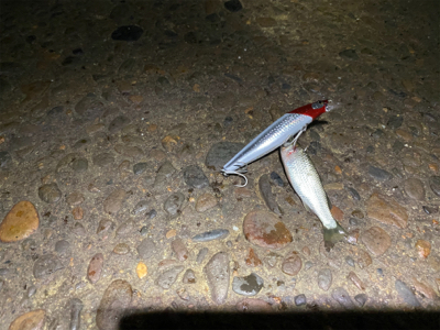 ハクボイルは難攻不落