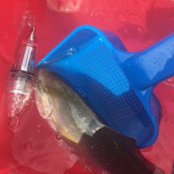 GO TO フィッシング!